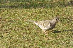 Columbina squammata