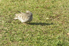 Columbina squammata