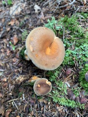 Hygrophoropsis rufa