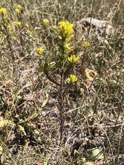 Orthocarpus luteus