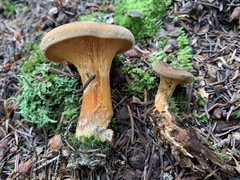 Hygrophoropsis rufa