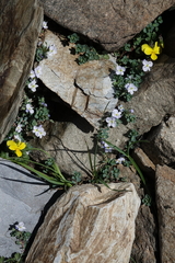 Veronica telephiifolia glareosa