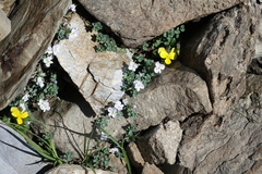 Veronica telephiifolia glareosa