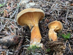 Hygrophoropsis rufa