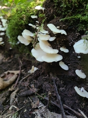Agaricales