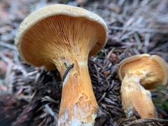 Hygrophoropsis rufa