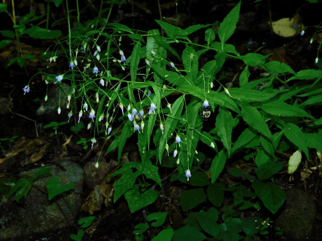 Southern Harebell