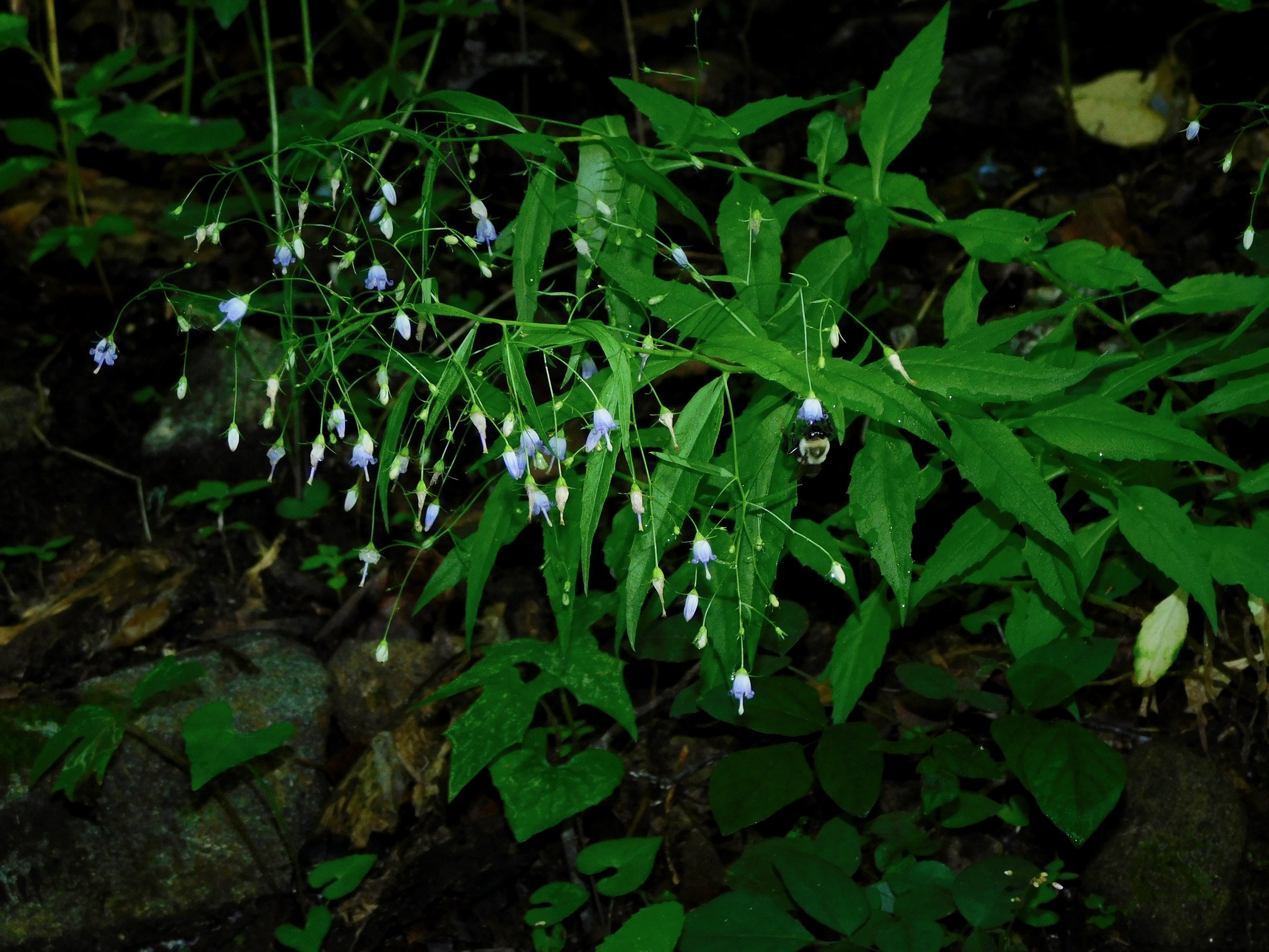 Campanula divaricata