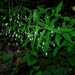 Campanula divaricata - Photo 由 Michael J. Papay 所上傳的 (c) Michael J. Papay，保留部份權利CC BY