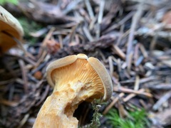 Hygrophoropsis rufa