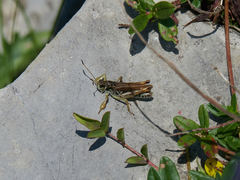 Gomphocerus sibiricus