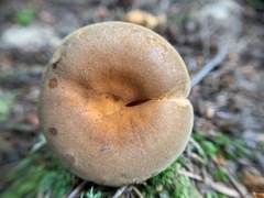 Hygrophoropsis rufa