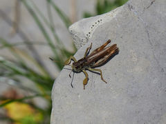 Gomphocerus sibiricus