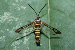 Synanthedon arkansasensis