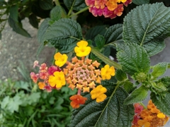 Lantana camara
