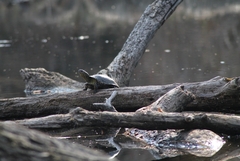 Emys orbicularis orbicularis