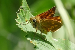 Ochlodes sylvanus