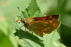 Ochlodes sylvanus