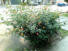 Lantana camara
