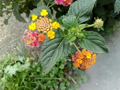 Lantana camara