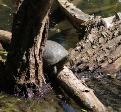 Emys orbicularis orbicularis