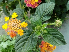 Lantana camara