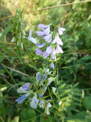 Galega officinalis