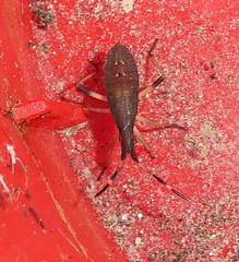 Stenocephalidae