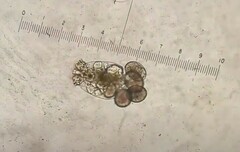 Brachionus plicatilis