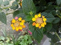 Lantana camara