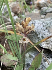 Orobanche owerinii