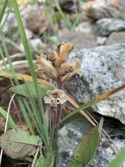 Orobanche owerinii
