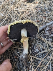 Agaricus didymus