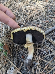 Agaricus didymus