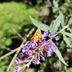Polites peckius