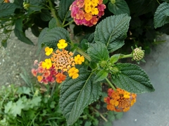 Lantana camara