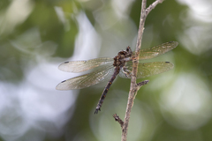 Somatochlora linearis