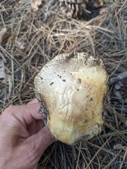 Agaricus didymus