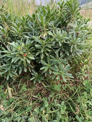 Daphne glomerata