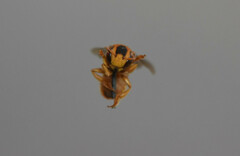 Saranthidium