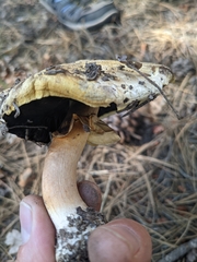 Agaricus didymus