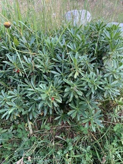 Daphne glomerata