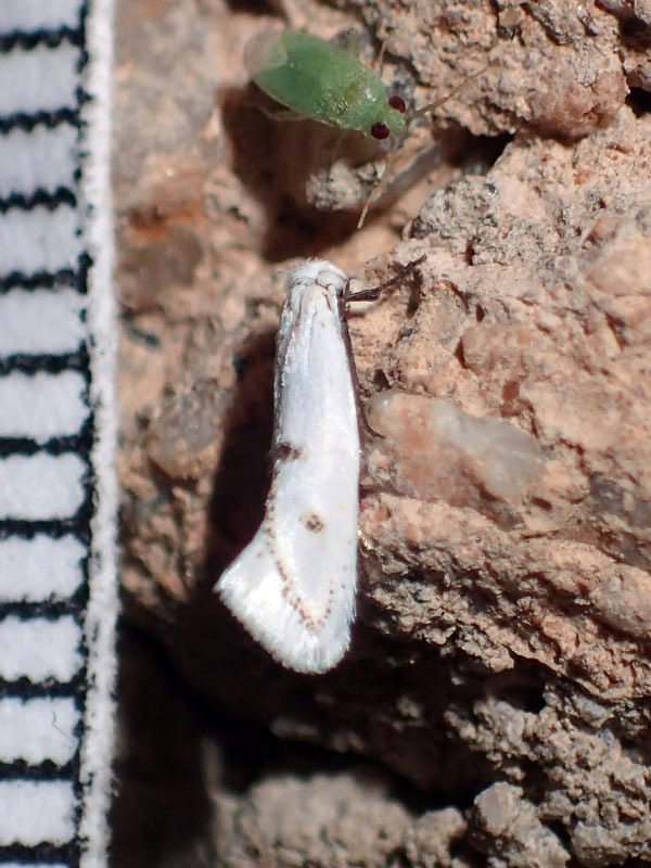Perittia serica