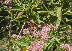 Danaus plexippus