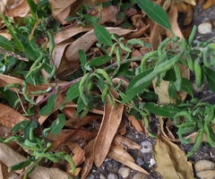 Hayhurstia atriplicis
