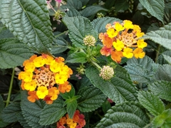 Lantana camara