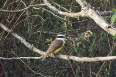 Pitangus sulphuratus