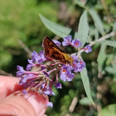 Polites peckius
