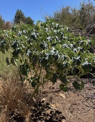 Datura ferox