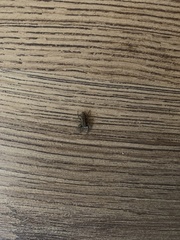 Salticinae